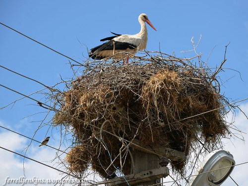 A stork standing on her nest at Kovanlik, Turkey. Photo by Ferrell Jenkins.