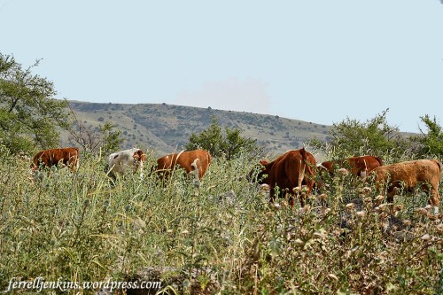Cows grazing in the Golan Heights, the area known as Bashan in Old Testament times. Photo by Ferrell Jenkins.