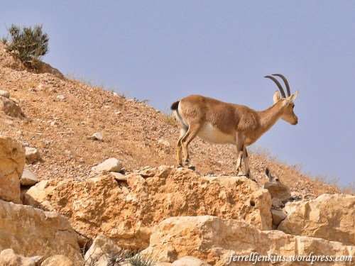 An Ibex in the Negev near Ein Avedat. Photo by Ferrell Jenkins.
