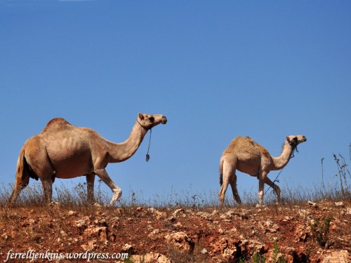 A mother camel and her young calf in Palestine (or West Bank). Photo by Ferrell Jenkins.