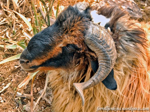 Ram with large horns. Photo made in northern Jordan near ancient Ramoth Gilead, near the Syrian border. Photo by Ferrell Jenkins.