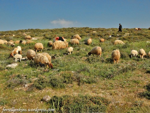 A shepherd with his sheep near Heshbon in Jordan. Photo by Ferrell Jenkins.