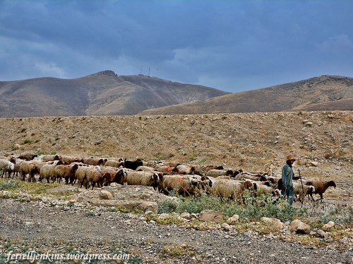 A shepherd leads his flock in the Jordan Valley. Photo by Ferrell Jenkins.