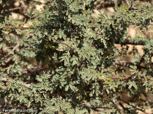 Leaves of the Acacia tortillis in the Arabah. Photo by Ferrell Jenkins.
