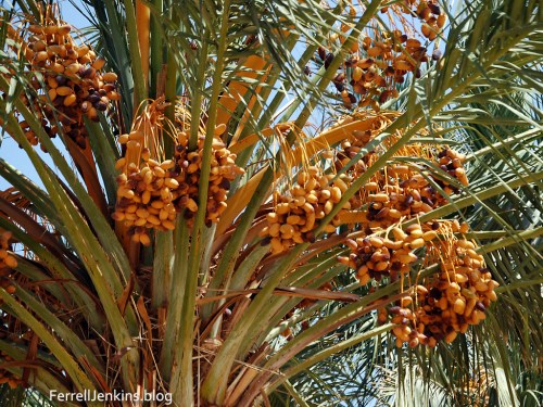 Arabah date palm in August 2008. Photo by Ferrell Jenkins.