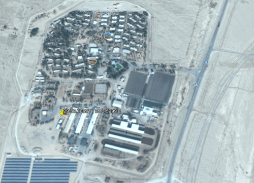 The Google Earth Pro location for the Ancient Palm.