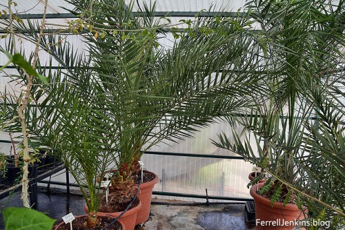 In the hothouse at Ketura we saw these growing young palms. Photo by Ferrell Jenkins.