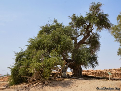 A Jujube tree at Tamar, said by some to be the oldest tree in Israel. Photo by Ferrell Jenkins.