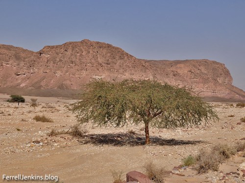 Another Acacia tree growing in one of the wadis of the Timna Valley. Photo by Ferrell Jenkins.