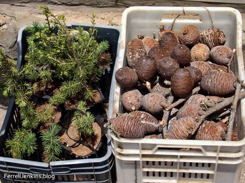 Small twigs and cones from the cedars of Lebanon. ferrelljenkins.blog.