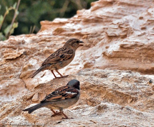 Two sparrows at Ein Avedat in the Negev of Israel. Photo by Ferrell Jenkins.