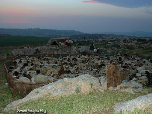 A shepherd watches his flock by night at Heshbon. Photo by Ferrell Jenkins.