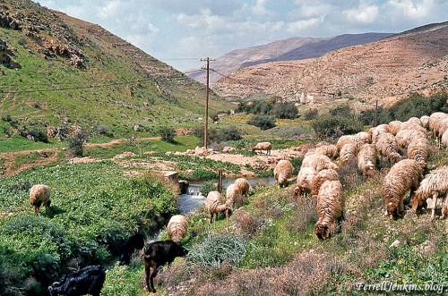 Sheep beside still water in Wadi Farah. FerrellJenkins.blog.