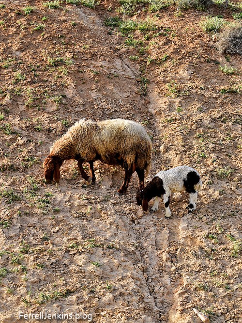 Ewe and lamp grazing on the side of a cliff on Highway 1. Photo: ferrelljenkins.blog.