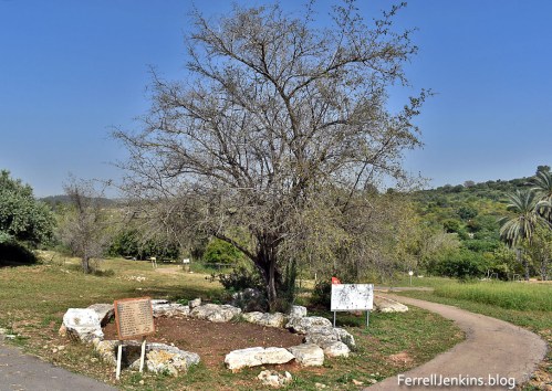 The Atad tree at Neot Kedumim. Photo: ferrell jenkins..blog.