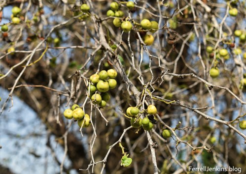 The fruit of the Atad tree of Joshua 9:14-15. Photo by Ferrell Jenkins at Neot Kedumim.