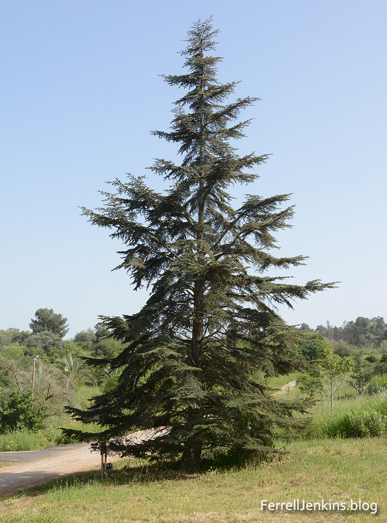 Cedar of Lebanon growing in Neot Kedumim. ferrelljenkinsl.blog.