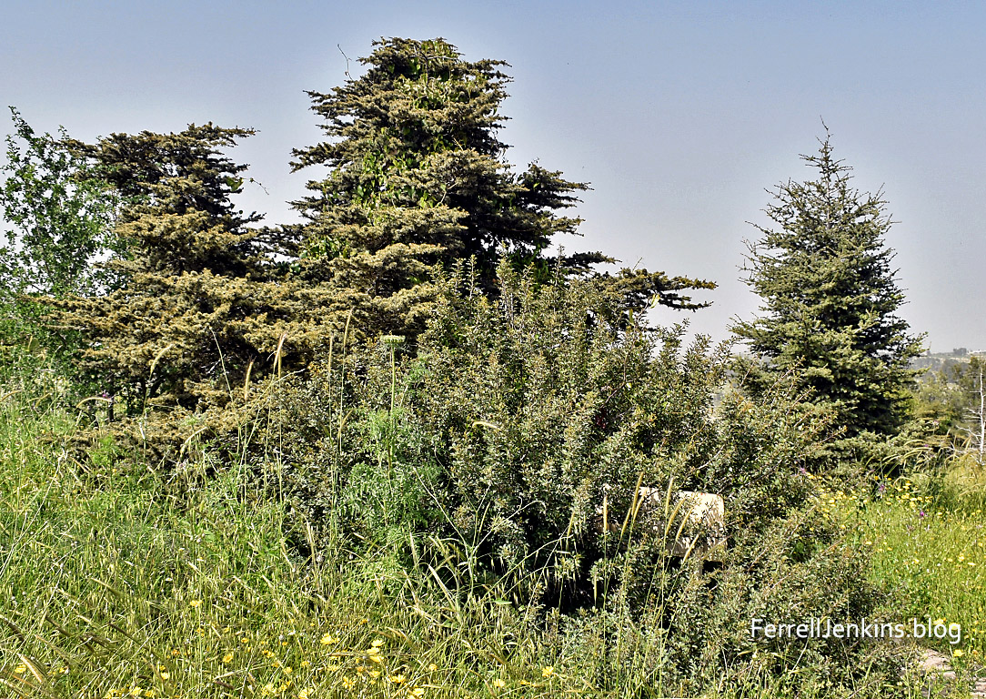 Cedars of Lebanon in Israel. FerrellJenkins.blog.