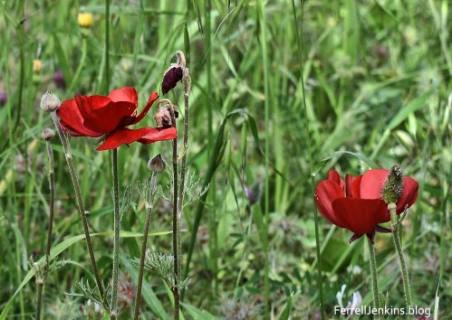 Flowers of the field. ferrelljenkins.blog.