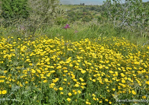 Flowers of the field at Neot Kedumim. ferrelljenkins.blog.