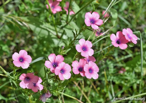 Wildflowers of the Field. ferrelljenkins.blog.