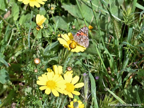 Flowers at Neot Kedumim.