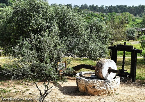 Olive tree, crushing stone, and press at Neot Kedumim. Photo: ferrellJenkins.blog.