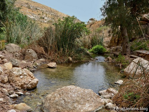 Trees planted by the river. ferrelljenkins.blog.