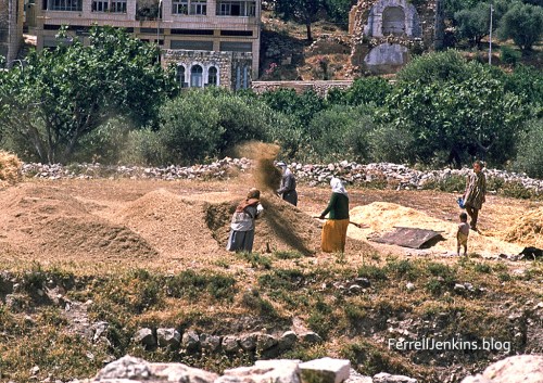 Winnowing grain at ancient Shechem. ferrelljenkins.blog.