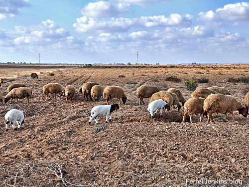 Recently born lambs "as white as snow" (Isaiah 1:18). FerrellJenkins.blog.