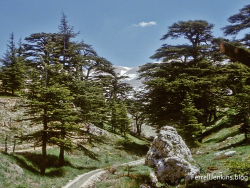 The Cedars of Lebanon. ferrelljenkins.blog.