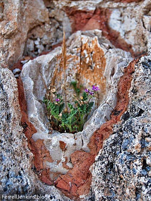 Some fern, grain and tiny flowers grown in the calcified pipe that once brought water to Laodices. Photo: ferrelljenkins.blog.
