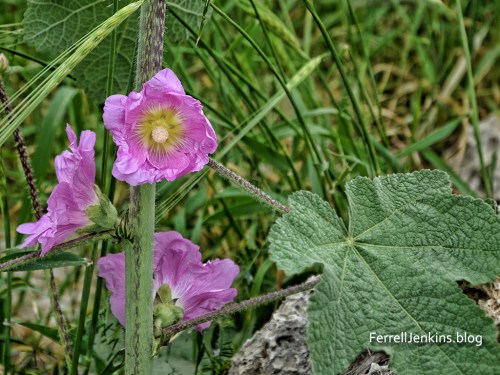 Spring flower on Mount Gilboa. Photo: ferrelljenkins.blog.