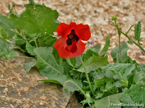 Spring flower on Mount Gilboa. Photo: ferrelljenkins.blog.
