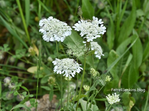 Spring flowers on Mount Gilboa. Photo: ferrelljenkins.blog.