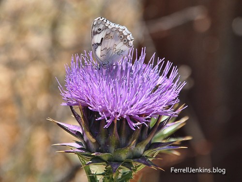 Butterfly, thistle, insect near Tel Goded. Photo: ferrelljenkins.blog.