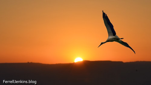 A stork heading north and a sunrise over the Golan Heights. Photo: ferrelljenkins.blog.