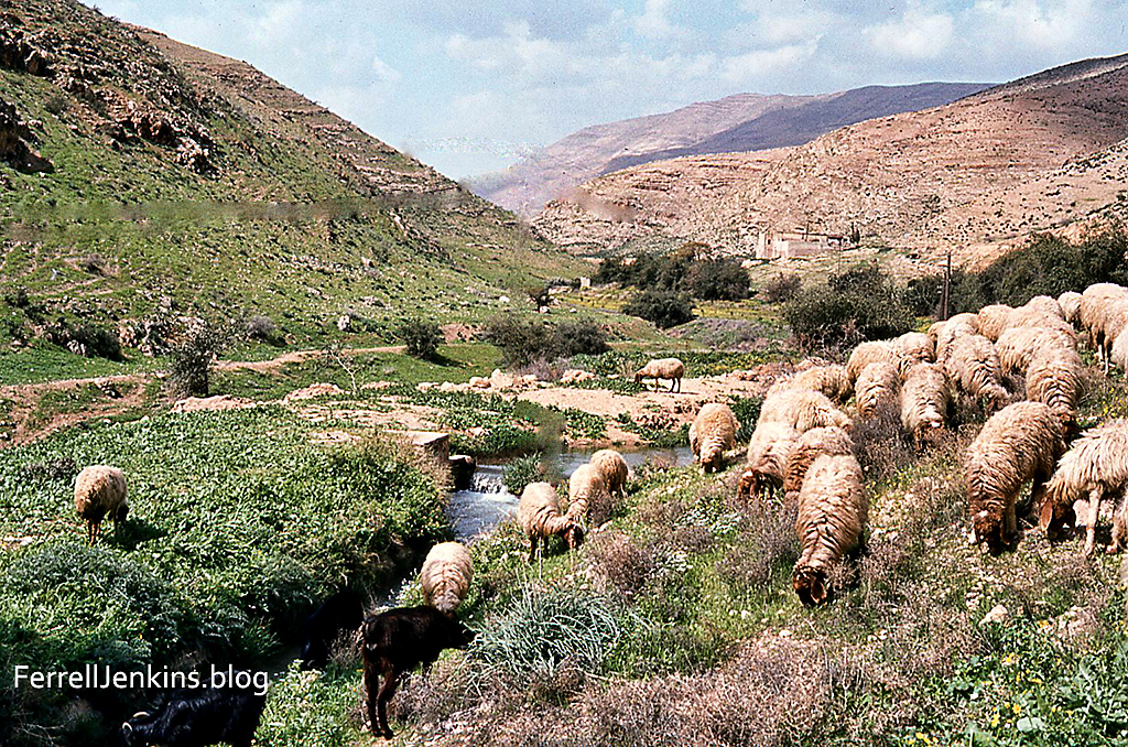 A shepherd guides his sheep in green pastures beside still waters. This image is scanned from a slide I made in May 1982.