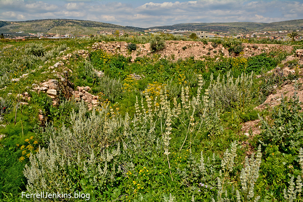 Tel el Farah north in March, 2022. A few stones from the excavations are visible among the weeds. Photo by Ferrell Jenkins.
