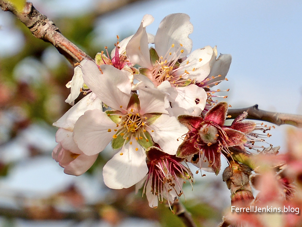 An almond blossom at a site overlooking the Lebonah Valley. Photo by Ferrell Jenkins.