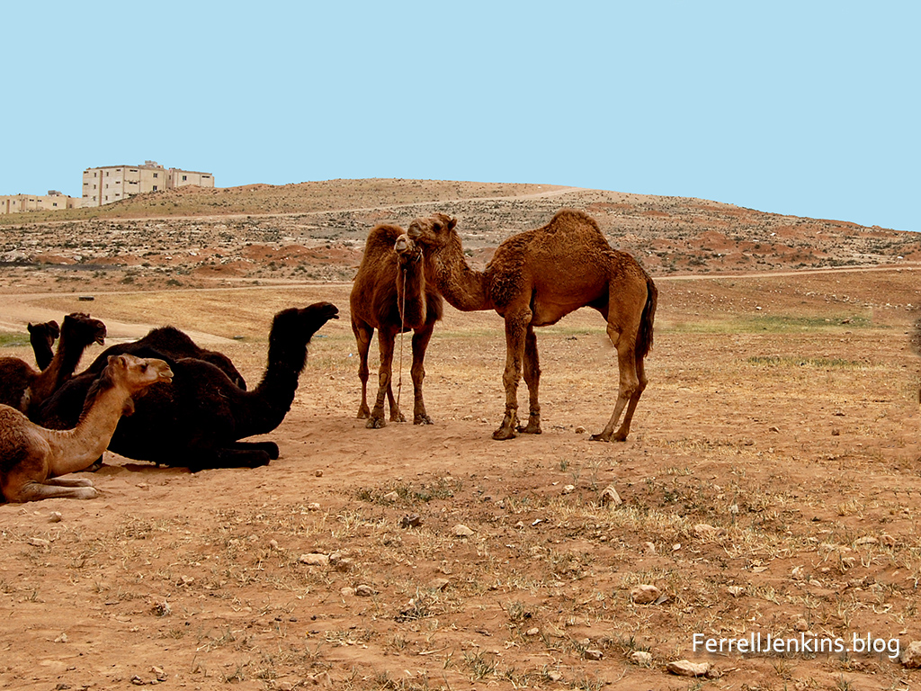 Camels at Ramoth Gilead.
