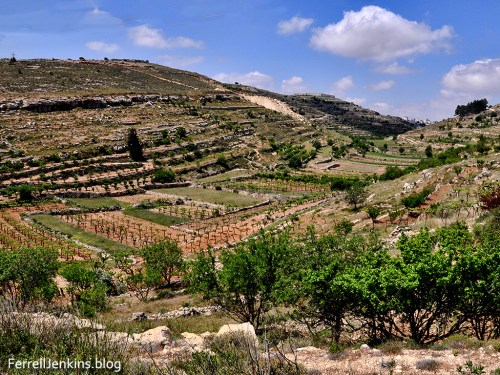 View of beautiful, fruitful hillsides along the road between Bethlehem and Hebron. Photo by Ferrell Jenkins.