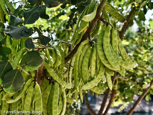 Carob pods in the Sprint.