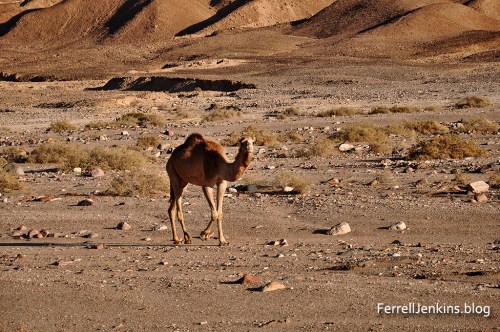 A lonely camel in the Sinai Desert. Photo by Ferrell Jenkins.