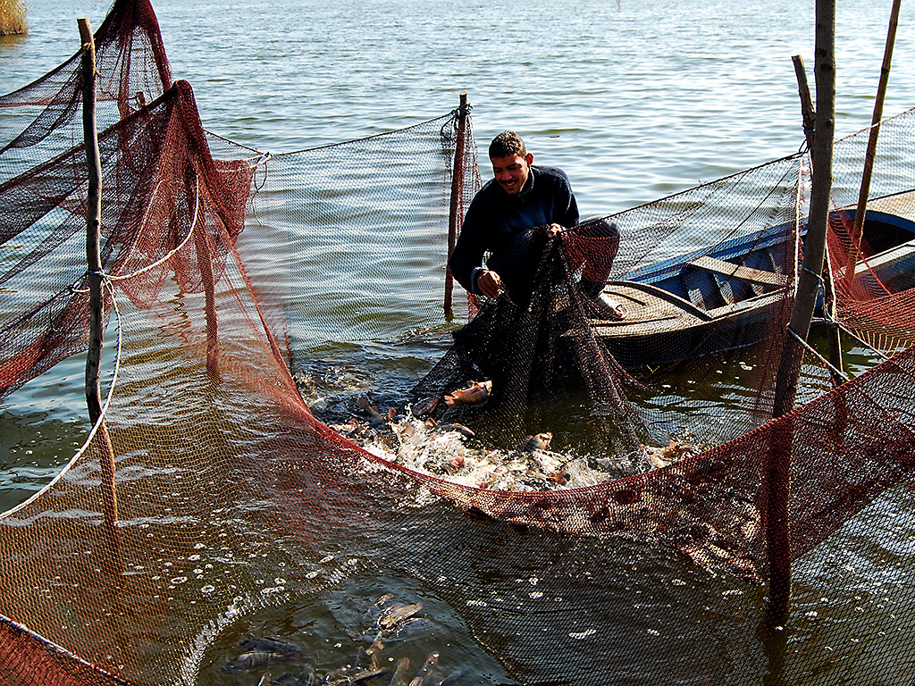 Fisherman in the Nile River south of Alexandria, Egypt.