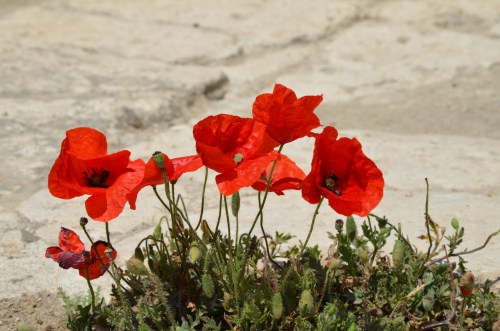 Jesus referred to little flowers like these as the lilies of the field.